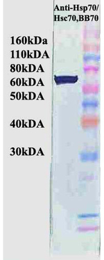 Hsp70/Hsc70 Antibody in Western Blot (WB)