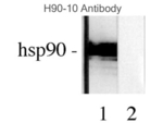 HSP90 beta Antibody in Western Blot (WB)