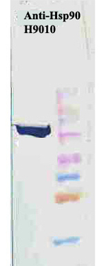 HSP90 beta Antibody in Western Blot (WB)