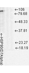 Hsp90 Antibody in Western Blot (WB)