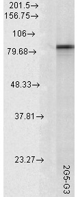 HSP90 alpha Antibody in Western Blot (WB)