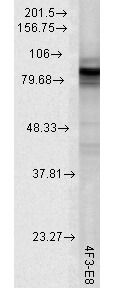 HSP90 total Antibody in Western Blot (WB)