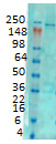 IP3 Receptor Antibody in Western Blot (WB)