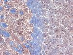 KChlP3 K+ channel Monoclonal Antibody (S66-38)