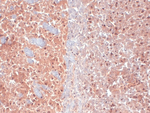 KCNQ4 Monoclonal Antibody (N43/6)