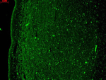 KCNQ4 Antibody in Immunohistochemistry (Frozen) (IHC (F))