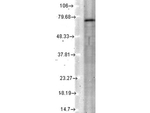 KCNQ4 Antibody in Western Blot (WB)