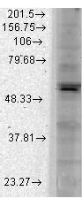 Kir2.1 Antibody in Western Blot (WB)