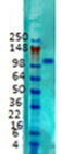 Kv2.1 Antibody in Western Blot (WB)