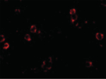 XBP-1 Antibody in Immunocytochemistry (ICC/IF)