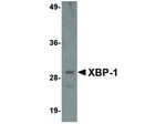 XBP-1 Antibody in Western Blot (WB)