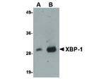 XBP-1 Antibody in Western Blot (WB)