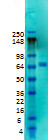 Kv4.2 K+ channel Antibody in Western Blot (WB)