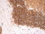 Kv4.3 K+ channel Monoclonal Antibody (S75-41)