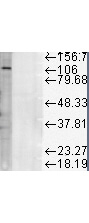 LAMP1 Antibody in Western Blot (WB)