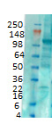 mSlo maxi-K+ channel Antibody in Western Blot (WB)