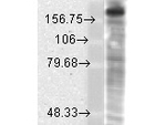 NR2B Monoclonal Antibody (S59-36)