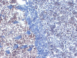 PICK1 Monoclonal Antibody (S20-8)