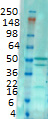 PICK1 Antibody in Western Blot (WB)