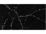 PSD95 Antibody in Immunohistochemistry (IHC)