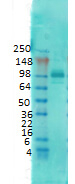 PSD95 Antibody in Western Blot (WB)