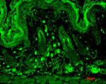 PSD95 Antibody in Immunohistochemistry (Paraffin) (IHC (P))