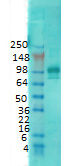 PSD95 Antibody in Western Blot (WB)