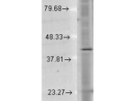 Rhodopsin Antibody in Western Blot (WB)