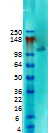 SAP97 Antibody in Western Blot (WB)