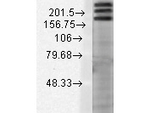 SHANK1 Antibody in Western Blot (WB)