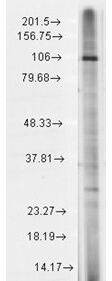 TRPC7 Antibody in Western Blot (WB)