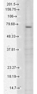 TrpV3 Antibody in Western Blot (WB)