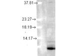 Ubiquitin Monoclonal Antibody (6C11-B3)