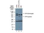 ATF6 Antibody in Western Blot (WB)