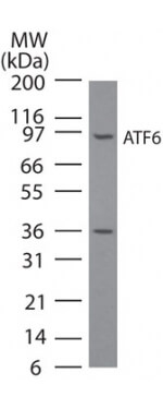 ATF6 Antibody in Western Blot (WB)