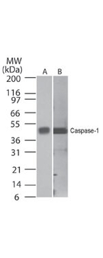 Caspase-1 Antibody in Western Blot (WB)