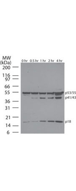 Caspase-8 Antibody in Western Blot (WB)