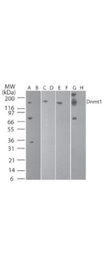 DNMT1 Antibody in Western Blot (WB)