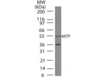 MITF Antibody in Western Blot (WB)