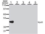 MyoD Antibody in Western Blot (WB)