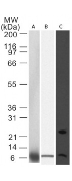 NOXA Antibody in Western Blot (WB)