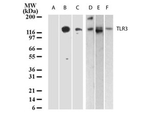 TLR3 Antibody in Western Blot (WB)