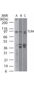 TLR4 Antibody in Western Blot (WB)