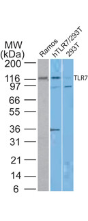 TLR7 Antibody in Western Blot (WB)
