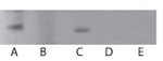 TLR7 Monoclonal Antibody (IMG4G6)