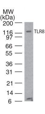TLR8 Antibody in Western Blot (WB)