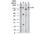 TLR9 Antibody in Western Blot (WB)