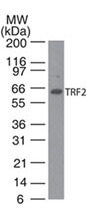 TRF2 Antibody in Western Blot (WB)