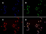 hFcRn Antibody in Immunocytochemistry (ICC/IF)
