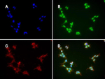hFcRn Antibody in Immunocytochemistry (ICC/IF)